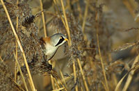 Baardman - Bearded Tit - Panurus biarmicus